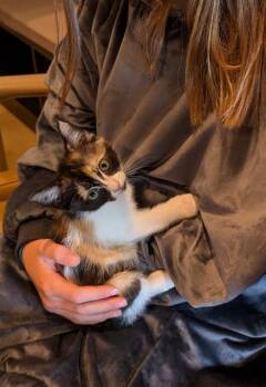 BUBBIE -  Domestic Short Hair Cat for Adoption in Kent, Washington - BUBBIE | PetCurious