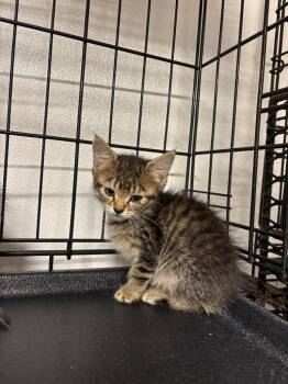 Coconut -  Domestic Short Hair Cat for Adoption in Metter, Georgia - Coconut | PetCurious