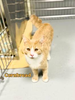 Domestic Short Hair Cats Available for Adoption - Cornbread  | PetCurious