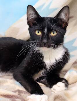 Domestic Short Hair Cats Available for Adoption in Tierra Verde, Florida - Armani | PetCurious