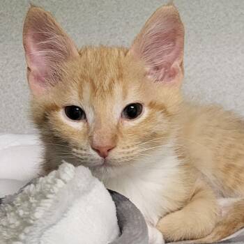 Rescue Domestic Short Hair Cats for Adoption in Grayslake, Illinois - Rolie | PetCurious