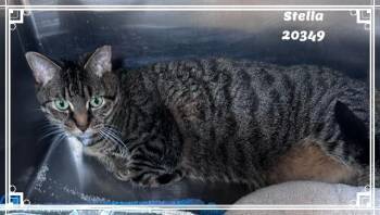 STELLA -  Domestic Short Hair and Tabby Cat for Adoption in Marietta, Georgia - STELLA | PetCurious
