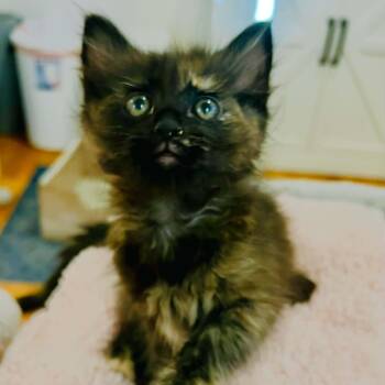 Little Pumpkin -  Tortoiseshell and Domestic Short Hair Cat for Adoption in Antioch, California - Little Pumpkin | PetCurious