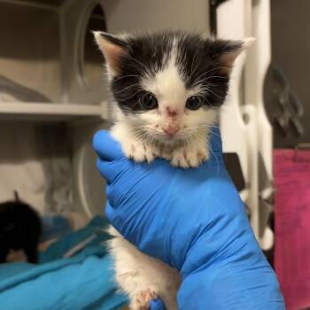 Marble -  Domestic Short Hair Cat for Adoption in Council Bluffs, Iowa - Marble | PetCurious
