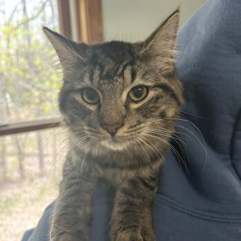 Rescue Domestic Long Hair and Domestic Short Hair Cats for Adoption in Lakesite, Tennessee - SIMON & PEGGY SUE | PetCurious