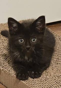 Mint -  Domestic Short Hair Cat for Adoption in Bellevue, Washington - Mint | PetCurious