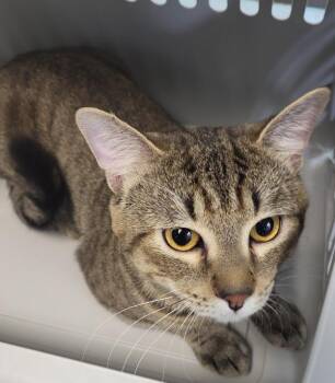 Pen 32 Ty -  Domestic Short Hair Cat for Adoption in Lawrenceville, Georgia - Pen 32 Ty | PetCurious