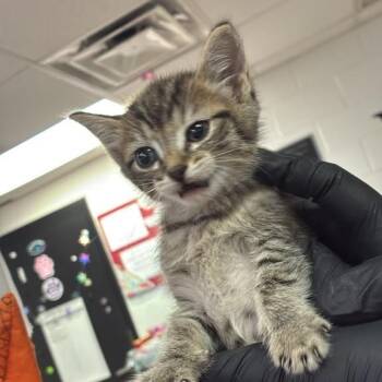 Kady -  Domestic Short Hair Cat for Adoption in Gadsden, Alabama - Kady | PetCurious