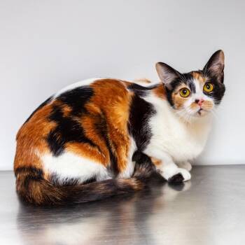 Domestic Short Hair Cats Available for Adoption - Six | PetCurious