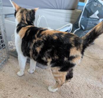Domestic Short Hair Cats Available for Adoption in Evans, Georgia - Allie | PetCurious