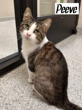 Rescue Tabby Cats for Adoption in Valparaiso, Indiana - Peeve | PetCurious