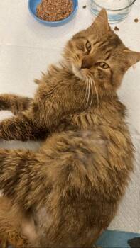 Domestic Long Hair Cats Available for Adoption in Charlotte, North Carolina - Mr Snuggles  | PetCurious
