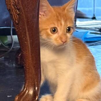 Ember -  Domestic Short Hair Cat for Adoption in Franklin, Tennessee - Ember | PetCurious