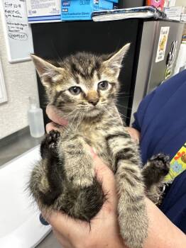 Rescue Domestic Short Hair Cats for Adoption in Pomona, New York - Ovid | PetCurious