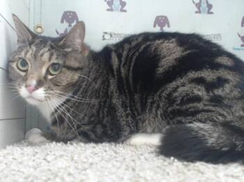 Domestic Short Hair Cats Available for Adoption in Orlando, Florida - BOOTS | PetCurious