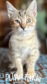 Puma -  Domestic Short Hair Cat for Adoption - Puma | PetCurious