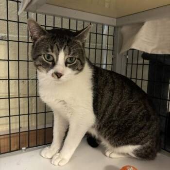 Marathon -  Domestic Short Hair Cat for Adoption in Braintree, Massachusetts - Marathon | PetCurious