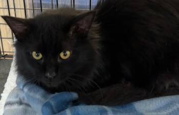 Domestic Long Hair Cats Available for Adoption in Elizabethton, Tennessee - ONYX | PetCurious