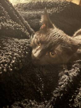 Domestic Short Hair Cats Available for Adoption - Candlestick-Maker | PetCurious