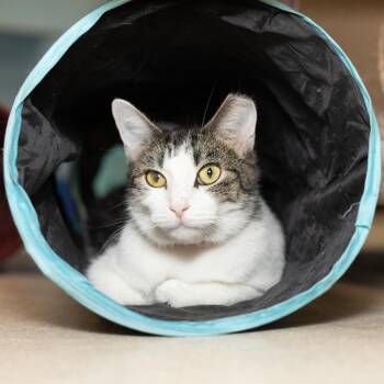 Donut -  Domestic Short Hair Cat for Adoption in Evansville, Indiana - Donut | PetCurious