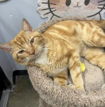 Domestic Short Hair Cats Available for Adoption in Maple Shade, New Jersey - Alfredo | PetCurious