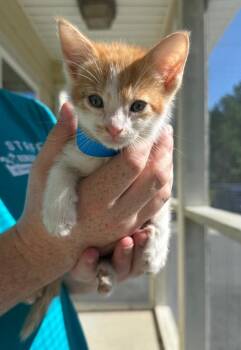 Ray -  Domestic Short Hair Cat for Adoption in Kingsland, Georgia - Ray | PetCurious