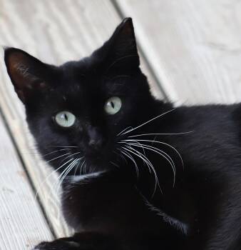 Rescue Domestic Short Hair Cats for Adoption in North Fort Myers, Florida - Jamesie | PetCurious