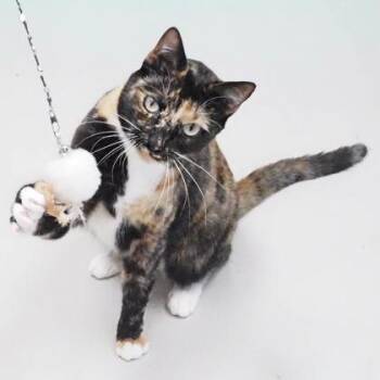 Cortana -  Domestic Short Hair Cat for Adoption in Largo, Florida - Cortana | PetCurious