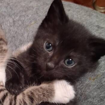 Amal -  Domestic Short Hair Cat for Adoption in Buffalo, New York - Amal | PetCurious