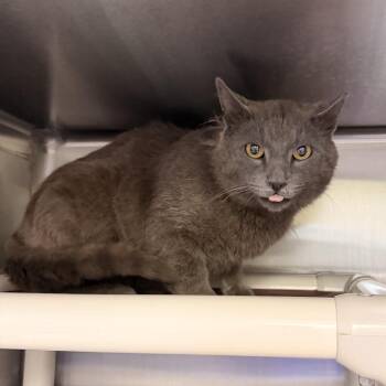 Domestic Short Hair Cats Available for Adoption in Indianapolis, Indiana - Grey Bee | PetCurious