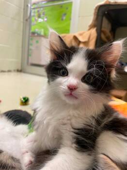 Weeble -  Domestic Short Hair Cat for Adoption in Hamilton, Ohio - Weeble | PetCurious