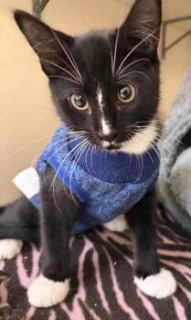 Foxy & Freddy -  Domestic Short Hair Cat for Adoption in Salem, New Hampshire - Foxy & Freddy | PetCurious
