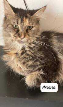 Ariana -  Maine Coon Cat for Adoption in San Jacinto, California - Ariana | PetCurious