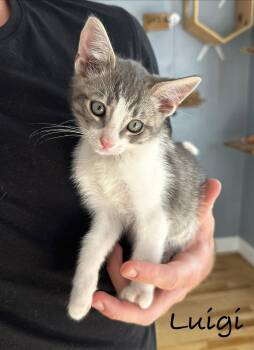 Luigi -  Domestic Short Hair Cat for Adoption in Seal Beach, California - Luigi | PetCurious