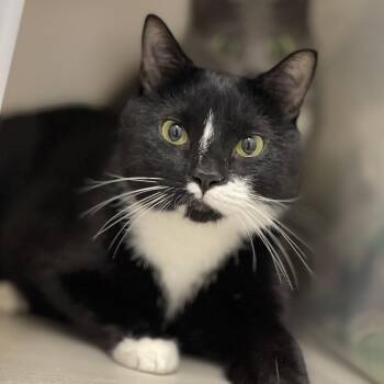 Beau -  Domestic Short Hair Cat Available for Adoption in Chapel Hill, North Carolina - Beau | PetCurious