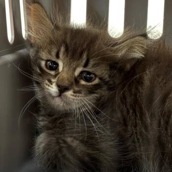 Cain -  Domestic Short Hair Cat for Adoption in Yuma, Arizona - Cain | PetCurious
