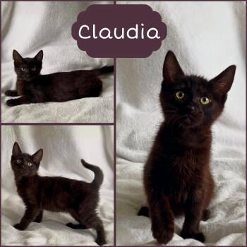 Claudia -  Domestic Short Hair Cat for Adoption in Oakley, California - Claudia | PetCurious