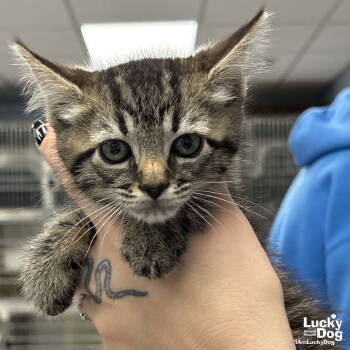 Rescue Domestic Short Hair Cats for Adoption in Washington, District Of Columbia - Due West | PetCurious