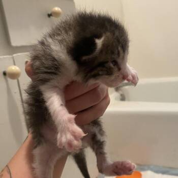 Tommy F-21632 -  Domestic Short Hair Cat for Adoption in Oklahoma City, Oklahoma - Tommy F-21632 | PetCurious
