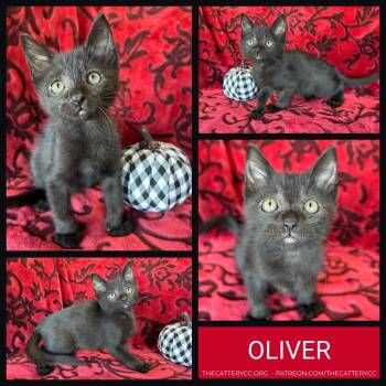 Oliver -  Domestic Short Hair Cat for Adoption in Corpus Christi, Texas - Oliver | PetCurious