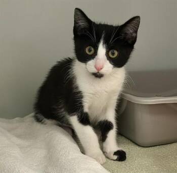 JAMIE -  Domestic Short Hair Cat for Adoption in Salinas, California - JAMIE | PetCurious