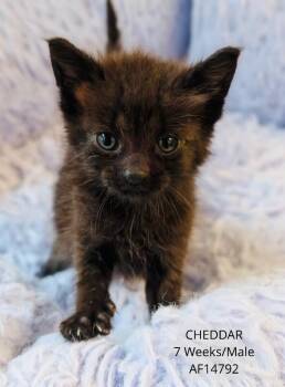 Cheddar -  Domestic Short Hair Cat for Adoption - Cheddar | PetCurious