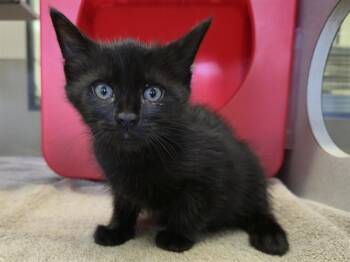 HOWARD -  Domestic Medium Hair Cat for Adoption in Auburn, California - HOWARD | PetCurious