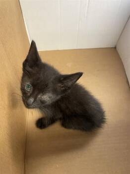 LEGO -  Domestic Short Hair Cat for Adoption in Stockton, California - LEGO | PetCurious
