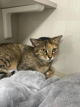 Cleocatra -  Domestic Short Hair Cat for Adoption in Corpus Christi, Texas - Cleocatra | PetCurious