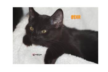Bedtime Stories:  Bear -  Domestic Short Hair Cat for Adoption in Council Bluffs, Iowa - Bedtime Stories:  Bear | PetCurious