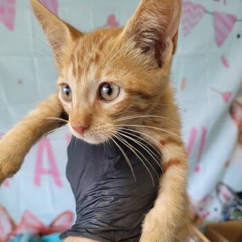 Rescue Domestic Short Hair Cats for Adoption in Lake Jackson, Texas - Sketch Book | PetCurious