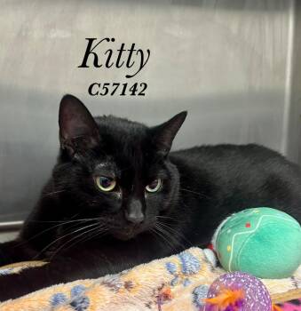 Kitty -  Domestic Medium Hair Cat for Adoption in Clarksville, Tennessee - Kitty | PetCurious