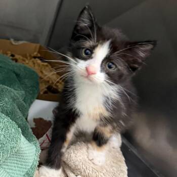 Domestic Short Hair Cats Available for Adoption in Troy, Virginia - Acadia | PetCurious