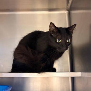 Marisol -  Domestic Medium Hair Cat for Adoption in Bristol, Indiana - Marisol | PetCurious